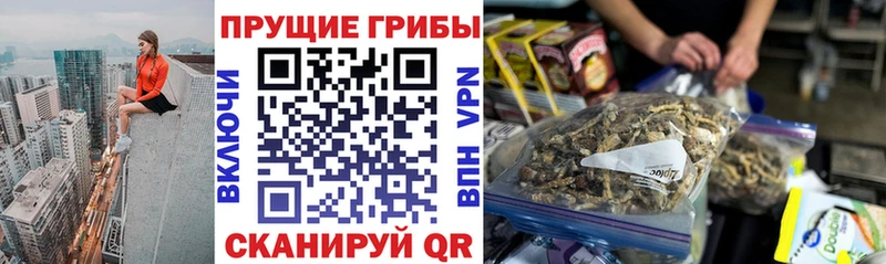 Купить закладки  Дмитров  Галлюциногенные грибы Psilocybe 